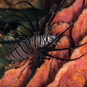 Common lionfish with spread fins against a red sponge, Mike's Delight, Banda Sea, Indonesia