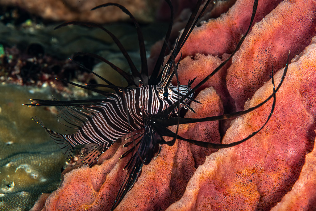 Common lionfish with spread fins against a red sponge, Mike's Delight, Banda Sea, Indonesia