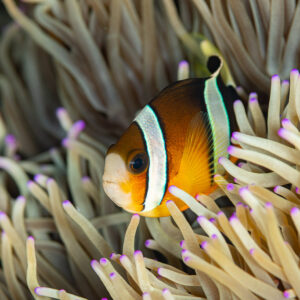 Clark's anemonefish among purple-tipped anemone tentacles, Mike's Delight, Banda Sea, Indonesia
