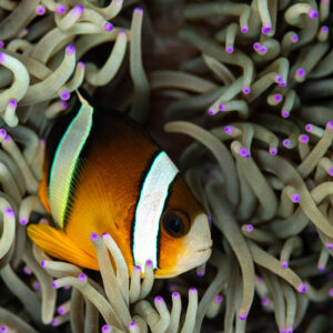 Clark's anemonefish nestled deep in its anemone, vertical, Mike's Delight, Banda Sea, Indonesia