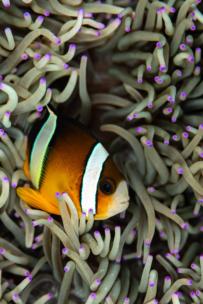 Clark's anemonefish nestled deep in its anemone, vertical, Mike's Delight, Banda Sea, Indonesia