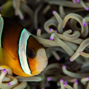 Close-up of a Clark's anemonefish face among curled tentacles, Mike's Delight, Banda Sea, Indonesia