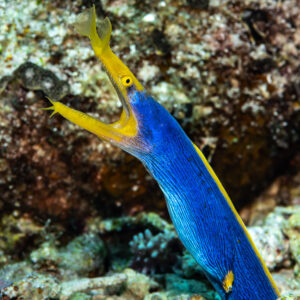 Blue ribbon eel emerging from its burrow with open mouth, Mike's Delight, Banda Sea, Indonesia