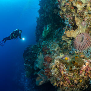 Diver with torch in open water beside a sponge-covered wall, Cave Point, Banda Sea, Indonesia