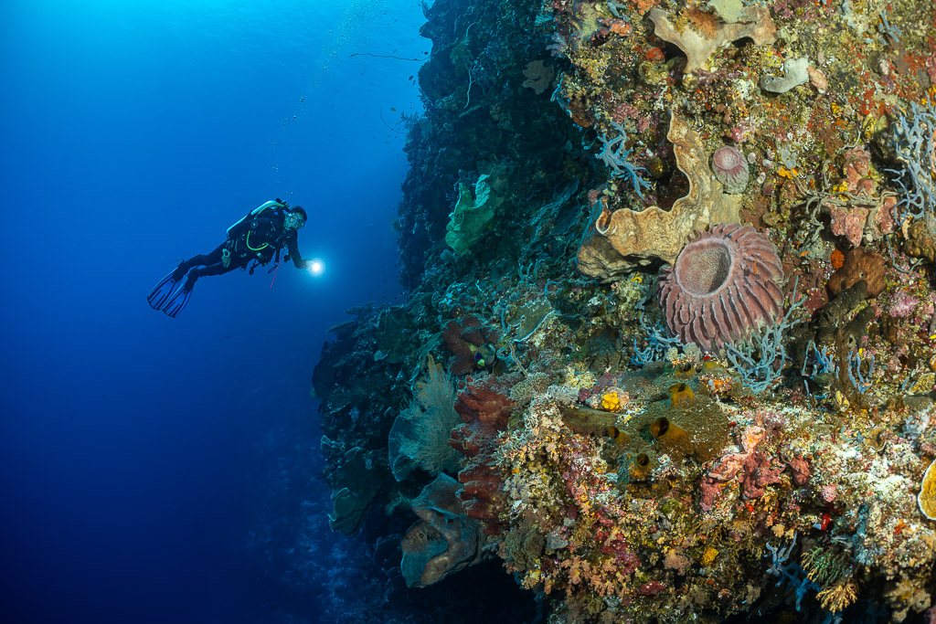 Diver with torch in open water beside a sponge-covered wall, Cave Point, Banda Sea, Indonesia