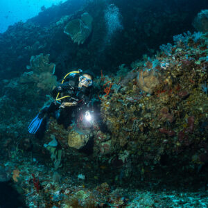 Diver lighting a dark reef wall covered in sponges and soft corals, Cave Point, Banda Sea, Indonesia