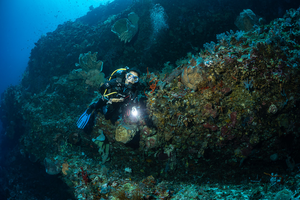 Diver lighting a dark reef wall covered in sponges and soft corals, Cave Point, Banda Sea, Indonesia