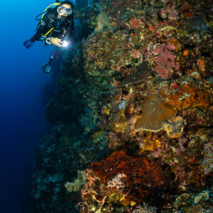 Diver with torch beside a vertical wall encrusted with orange life, Cave Point, Banda Sea, Indonesia