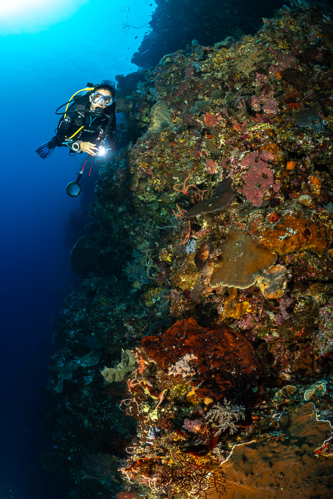 Diver with torch beside a vertical wall encrusted with orange life, Cave Point, Banda Sea, Indonesia