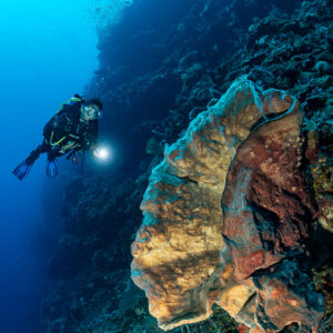 Diver lighting a large folded sponge on a wall, vertical, Cave Point, Banda Sea, Indonesia