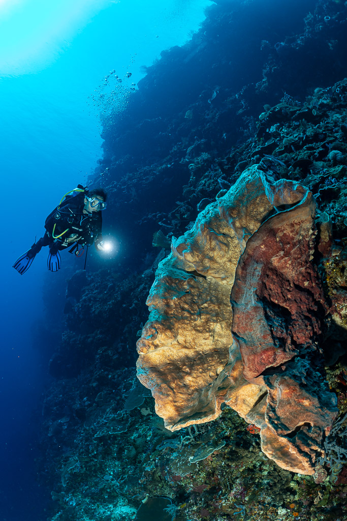 Diver lighting a large folded sponge on a wall, vertical, Cave Point, Banda Sea, Indonesia