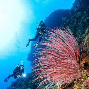 Deux plongeurs derrière un buisson de corail fouet rouge sur un tombant, Cave Point, mer de Banda, Indonésie