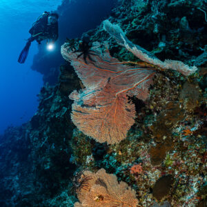 Diver with torch above two pink sea fans on a wall, Cave Point, Banda Sea, Indonesia