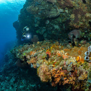 Diver lighting a reef ledge covered in tube sponges and crinoids, Cave Point, Banda Sea, Indonesia