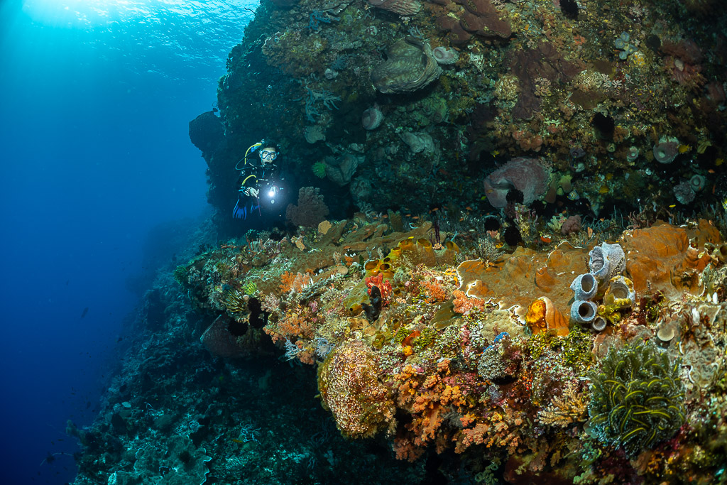 Diver lighting a reef ledge covered in tube sponges and crinoids, Cave Point, Banda Sea, Indonesia