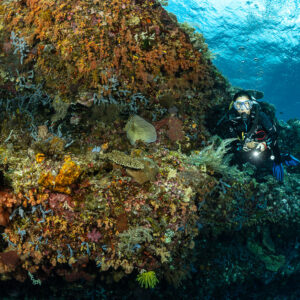 Diver resting behind a colourful reef ledge near the surface, Cave Point, Banda Sea, Indonesia