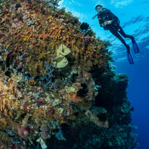 Diver above an encrusted coral pinnacle seen from below, vertical, Cave Point, Banda Sea, Indonesia