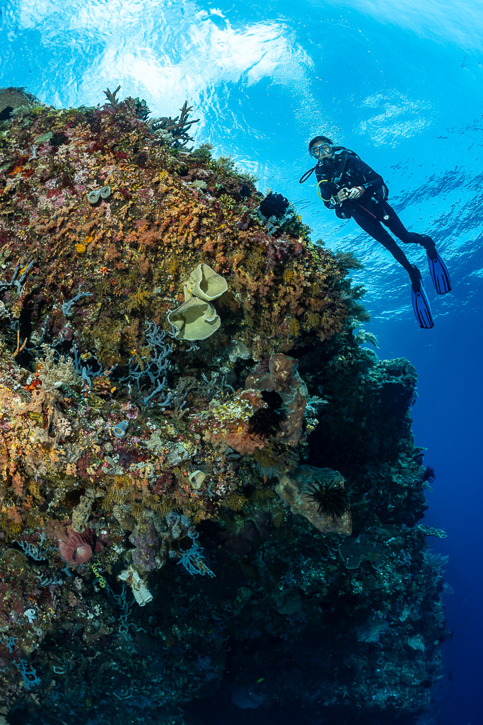 Diver above an encrusted coral pinnacle seen from below, vertical, Cave Point, Banda Sea, Indonesia