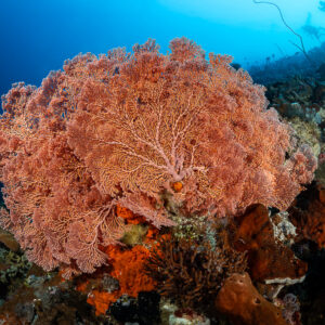 Giant pink sea fan on a reef slope with divers in the distance, Tanjung Tutunnukae, Banda Sea, Indonesia