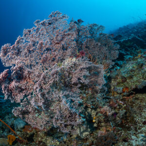 Pale pink sea fan on a slope beside a whip coral, Tanjung Tutunnukae, Banda Sea, Indonesia