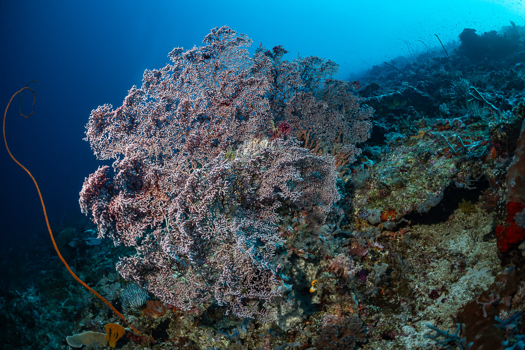 Pale pink sea fan on a slope beside a whip coral, Tanjung Tutunnukae, Banda Sea, Indonesia
