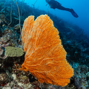 Bright orange sea fan with a diver swimming above, vertical, Tanjung Tutunnukae, Banda Sea, Indonesia