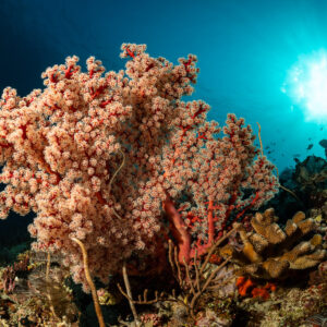 Pink soft coral tree backlit by the sun on a reef, Tanjung Tutunnukae, Banda Sea, Indonesia