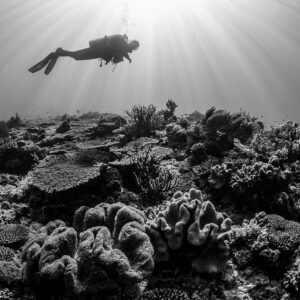 Black and white diver silhouette above a reef under sunrays, Tanjung Tutunnukae, Banda Sea, Indonesia