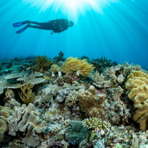 Diver swimming high over a reef of leather corals under sunburst, Tanjung Tutunnukae, Banda Sea, Indonesia