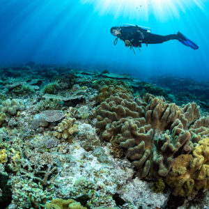 Diver swimming above large leather coral colonies in sunrays, Tanjung Tutunnukae, Banda Sea, Indonesia