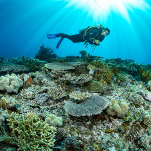 Diver gliding over a table coral reef with a radiant sunburst, Tanjung Tutunnukae, Banda Sea, Indonesia