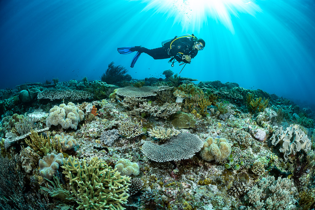 Diver gliding over a table coral reef with a radiant sunburst, Tanjung Tutunnukae, Banda Sea, Indonesia