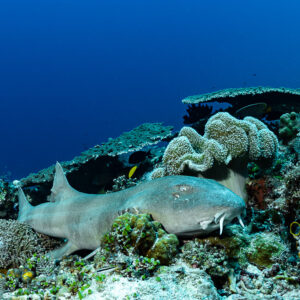 Tawny nurse shark resting on the reef beside leather corals, Tanjung Reong, Banda Sea, Indonesia