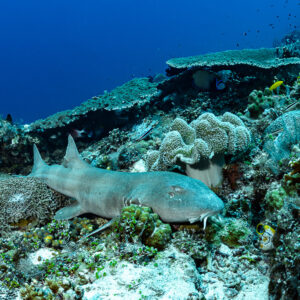 Tawny nurse shark lying under table corals, wider view, Tanjung Reong, Banda Sea, Indonesia