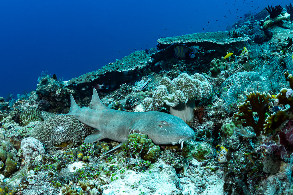 Tawny nurse shark lying under table corals, wider view, Tanjung Reong, Banda Sea, Indonesia
