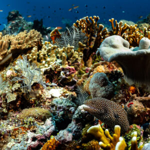 Whitemouth moray peering out among colourful corals and sponges, Tanjung Reong, Banda Sea, Indonesia