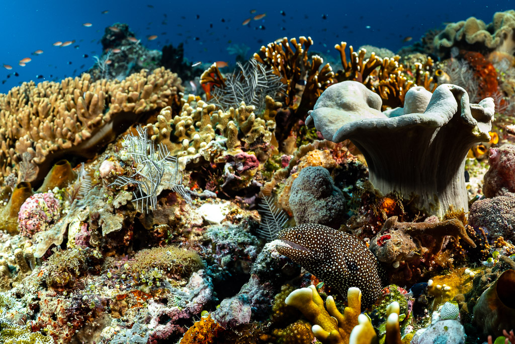 Whitemouth moray peering out among colourful corals and sponges, Tanjung Reong, Banda Sea, Indonesia