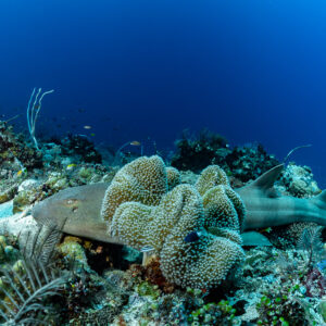 Tawny nurse shark partly hidden behind leather coral, Tanjung Reong, Banda Sea, Indonesia