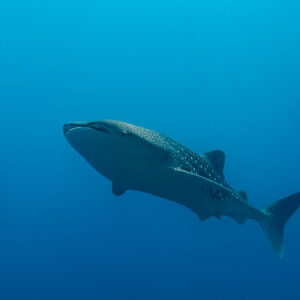 Whale shark swimming in open blue water, side view, Tanjung Reong, Banda Sea, Indonesia