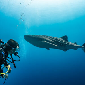 Diver watching a whale shark pass in blue water, Tanjung Reong, Banda Sea, Indonesia