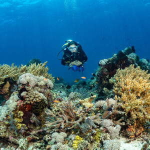 Diver facing the camera behind a colourful hard coral garden, Tanjung Reong, Banda Sea, Indonesia