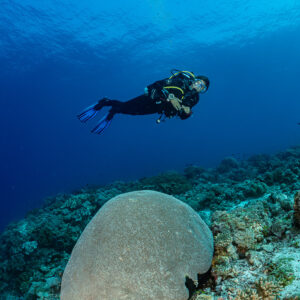 Diver above a large rounded massive coral, vertical, Tanjung Reong, Banda Sea, Indonesia