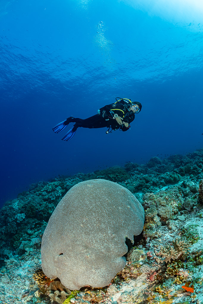 Diver above a large rounded massive coral, vertical, Tanjung Reong, Banda Sea, Indonesia