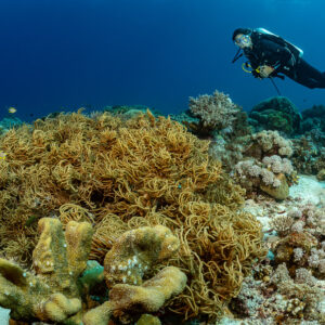 Diver swimming over a large leather coral with long tentacles, Tanjung Reong, Banda Sea, Indonesia