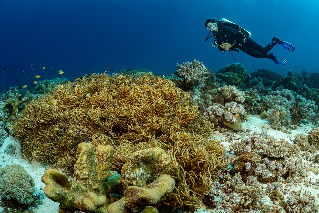 Diver swimming over a large leather coral with long tentacles, Tanjung Reong, Banda Sea, Indonesia