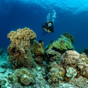 Diver with bubbles behind coral heads on a shallow reef, vertical, Tanjung Reong, Banda Sea, Indonesia