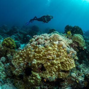 Diver above a large boulder coral on a shallow reef, Tanjung Reong, Banda Sea, Indonesia