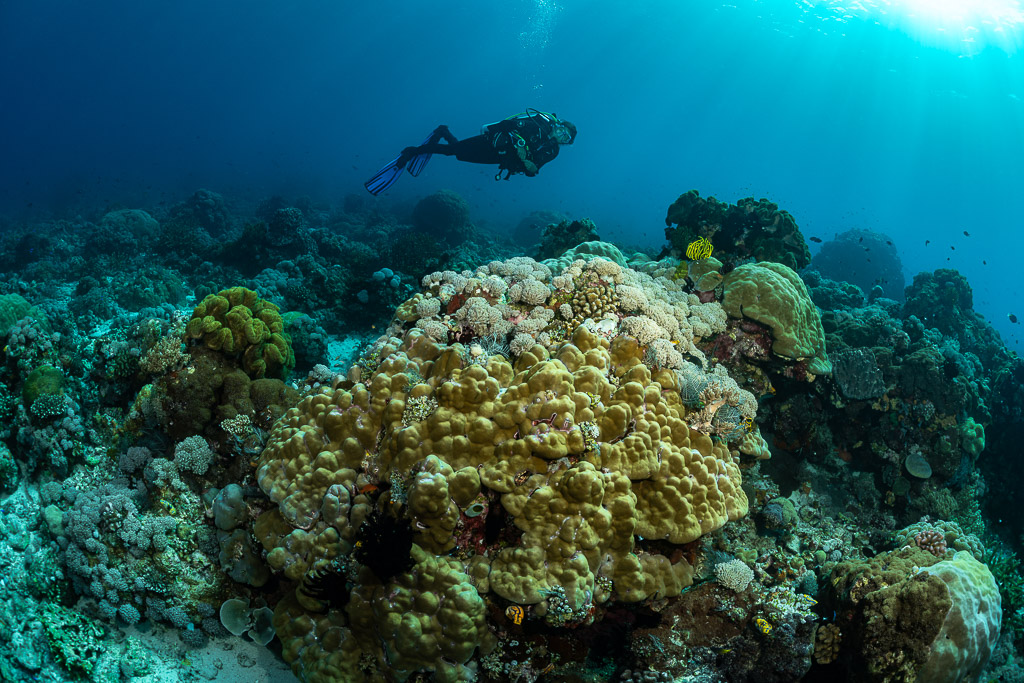 Diver above a large boulder coral on a shallow reef, Tanjung Reong, Banda Sea, Indonesia