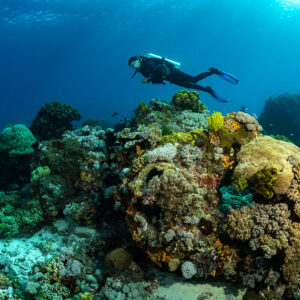 Diver swimming over a coral head in turquoise light, Tanjung Reong, Banda Sea, Indonesia