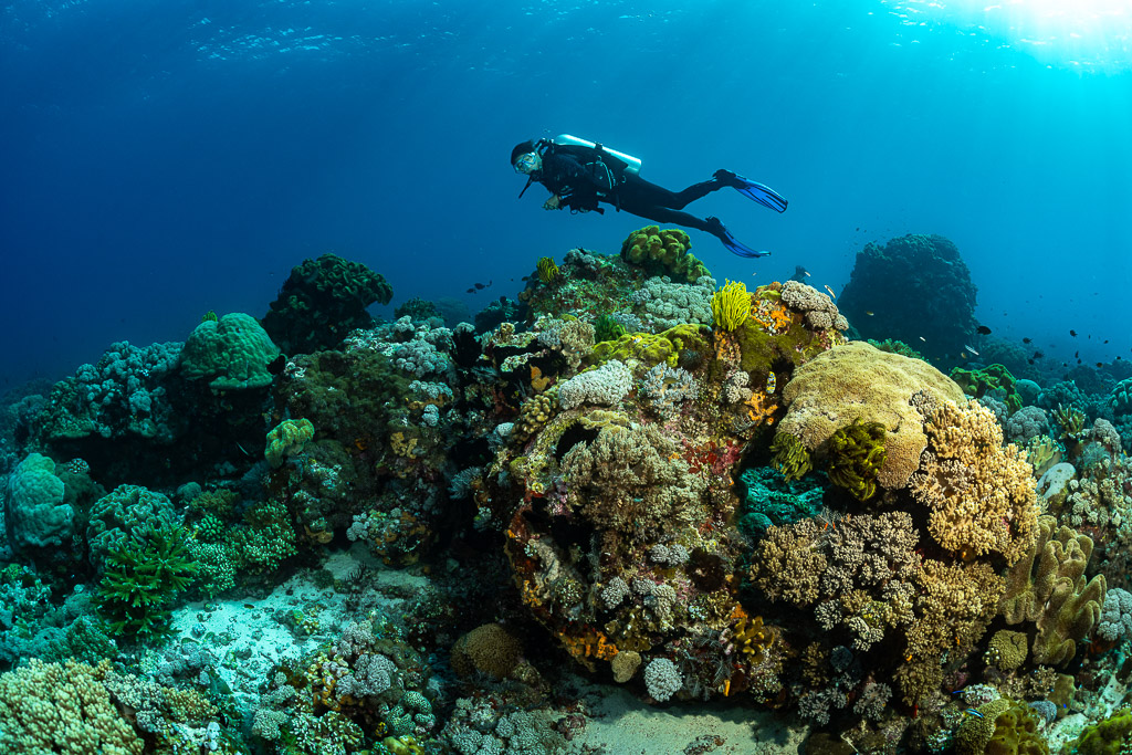 Diver swimming over a coral head in turquoise light, Tanjung Reong, Banda Sea, Indonesia